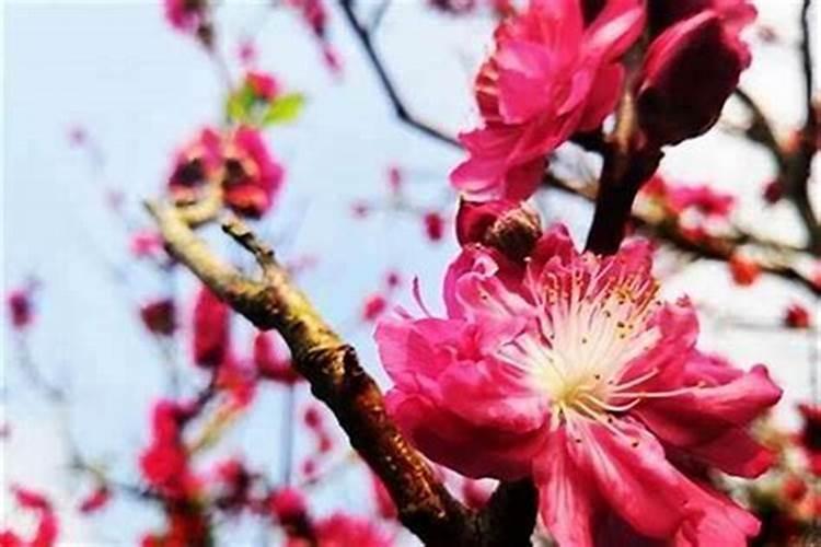 男人桃花运不好怎么转运,命中注定的姻缘躲不掉