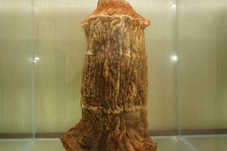 药材太岁的功效作用
