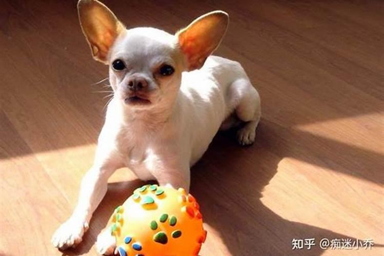 八字看你适合养什么宠物