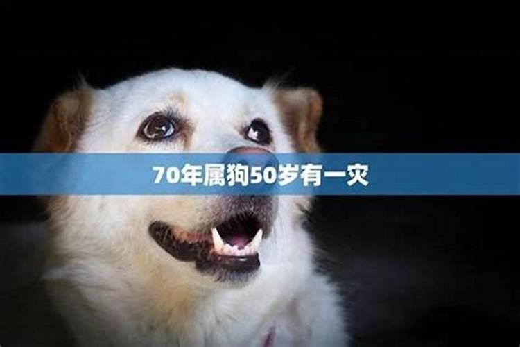 属猪人上辈子欠谁的债