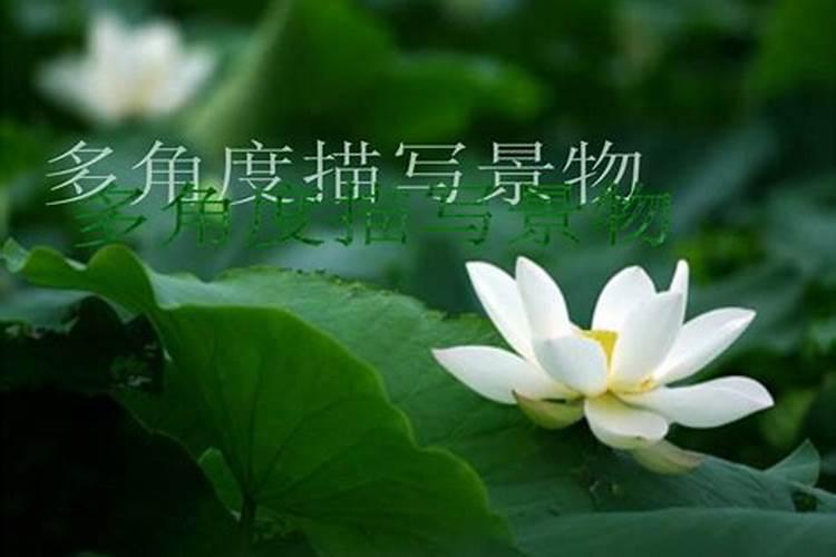 夏至节气的代表性植物有哪些