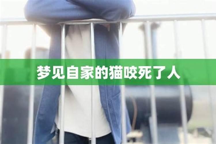 梦见被猫咬了然后杀死了猫是什么意思