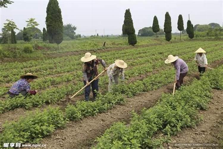 79年属羊男2025年每月运势