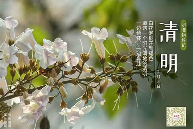 清明挂亲还是挂青