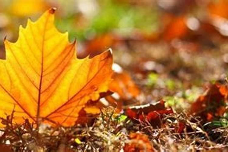 2018年戊戌年犯太岁的生肖及犯太岁所化解的方法