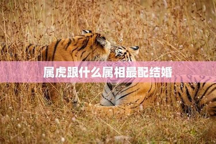 属虎和什么属相最配