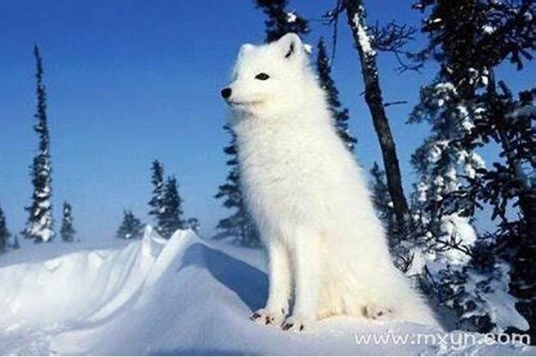 梦见白色狐狸是什么意思周公解梦(梦见白色狐狸是什么意思)