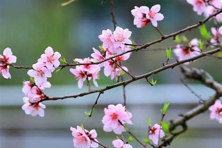 98年属虎的本命年戴什么最好带琥珀石身体健康？
