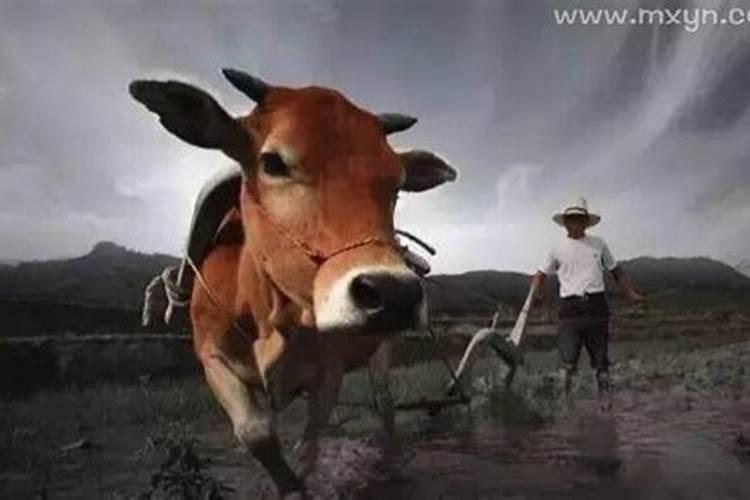 孕妇梦到已故外婆活着有什么预兆