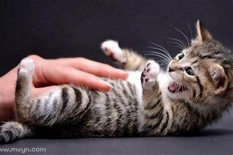 梦见自己被猫咬了是什么意思