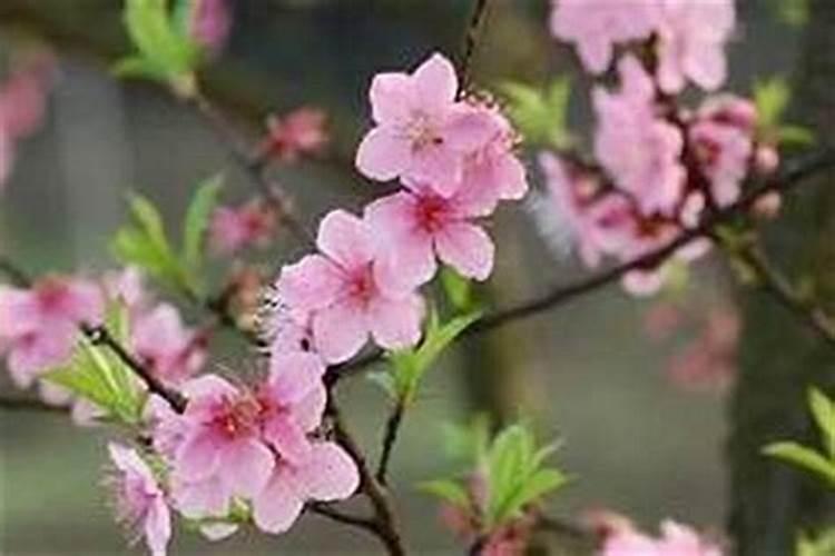 五大风水妙招 赶走烂桃花
