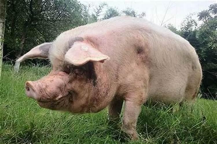 属猪和属猪合婚好不好 两个属猪的人婚配好吗