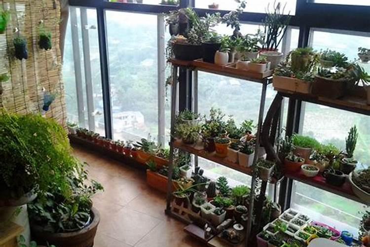房子正南种什么植物风水好 房子正南种哪些植物风水好