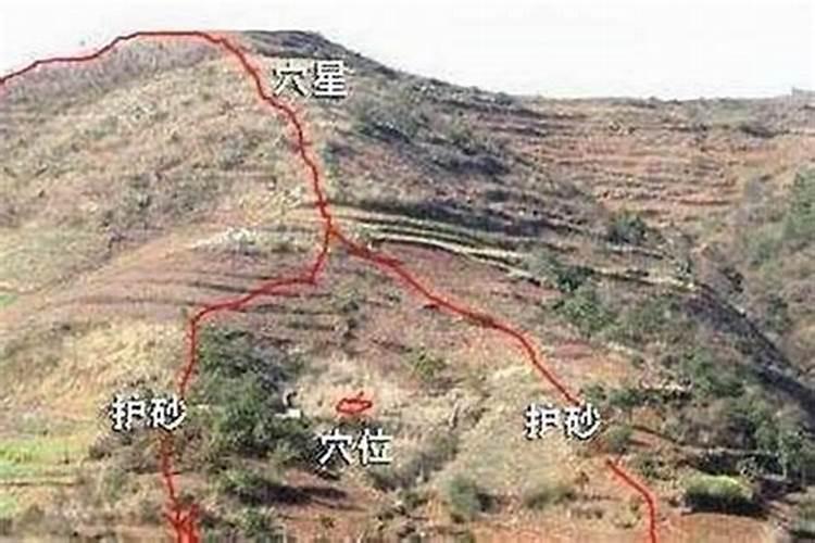 工厂种树风水,最好种什么