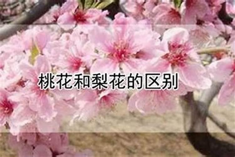 2022年本命年犯桃花好吗？ 怎么开运