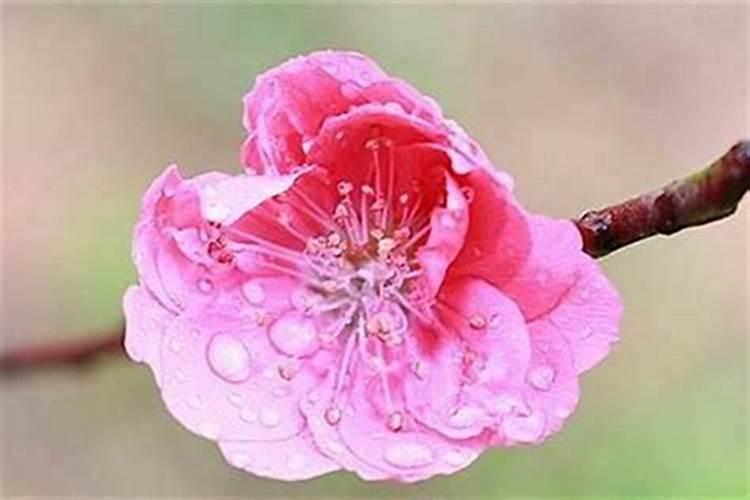 本命年招不招桃花运的真相