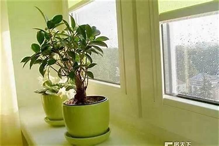 12生肖养什么植物最旺自己的财运