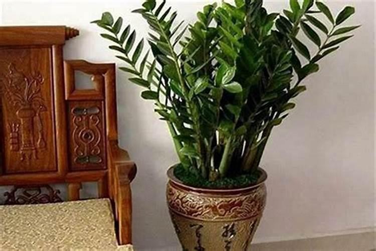 什么植物最旺自己财运