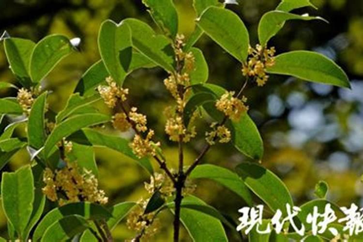 清明那天能洗衣服吗