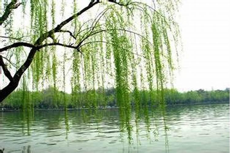 梦见柳树是什么意思 是什么预兆