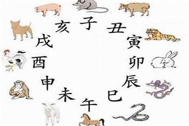 属猪和属蛇的合得来吗