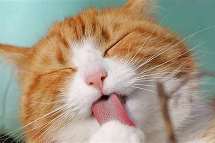 女人梦到猫死了预示着什么