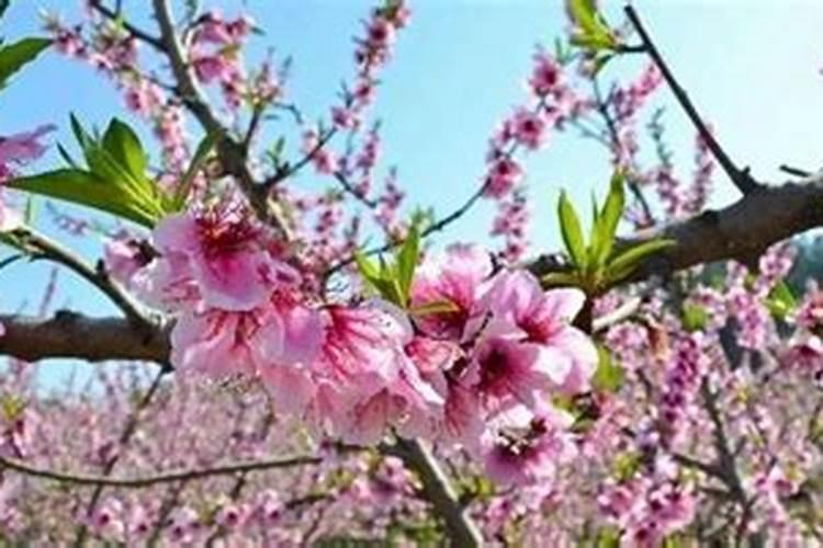 奇门催桃花最厉害布局 卧室放鲜花可以招桃花？
