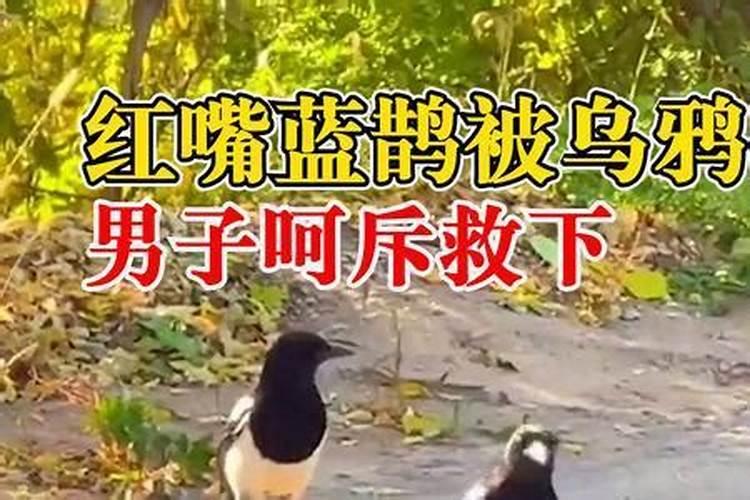 乌鸦什么情况下会叫？为什么一次叫三声