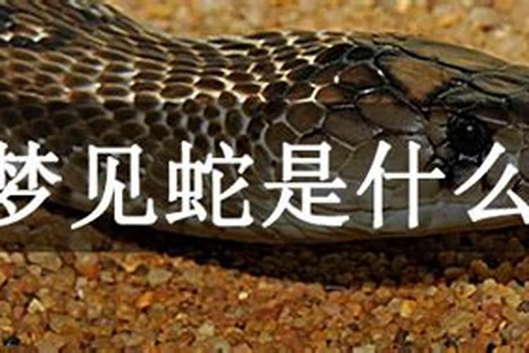 梦见一条黑色龙