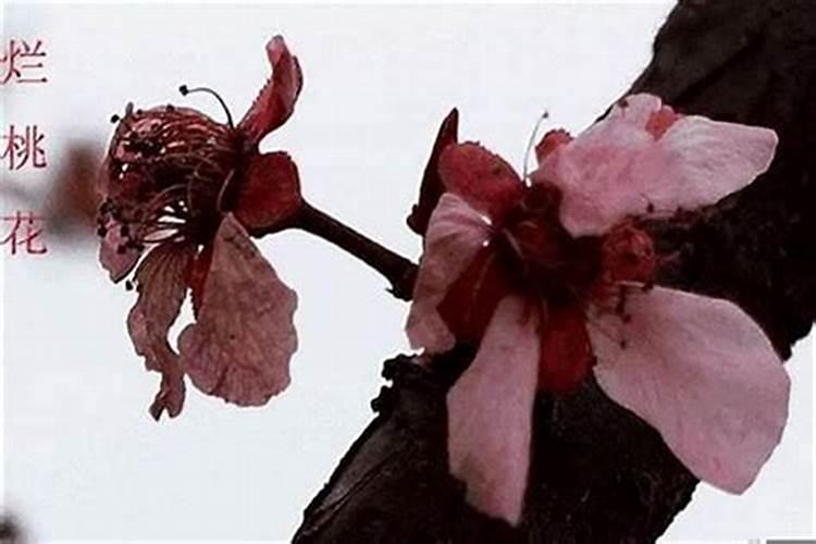 女人烂桃花多说明什么 什么属于烂桃花？