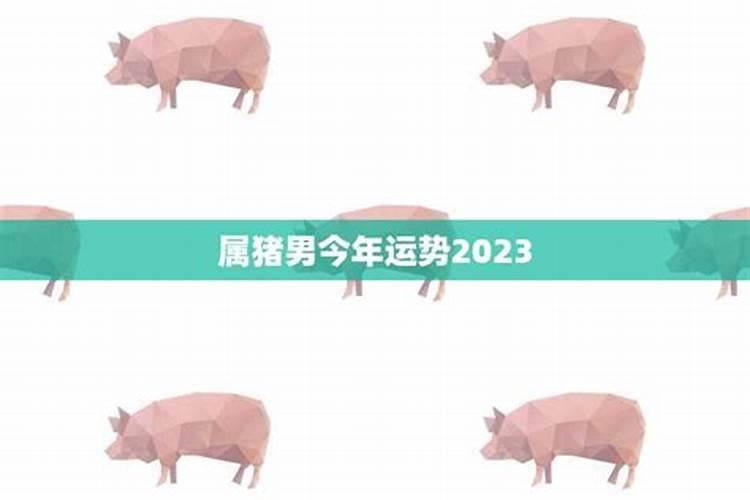 属猪的今年运势如何