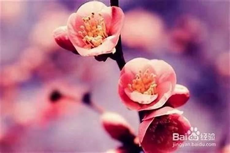什么叫桃花运 桃花运是什么意思