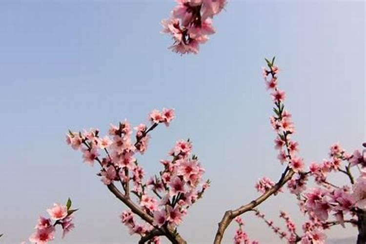 桃花运是什么运