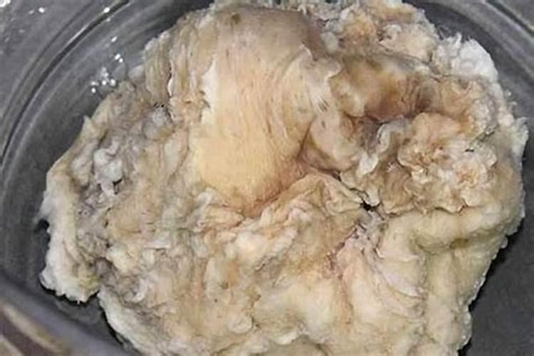 太岁的功效和作用,太岁的功效和作用百度百科