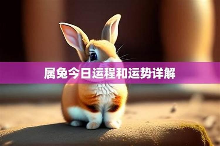 属兔今日运势