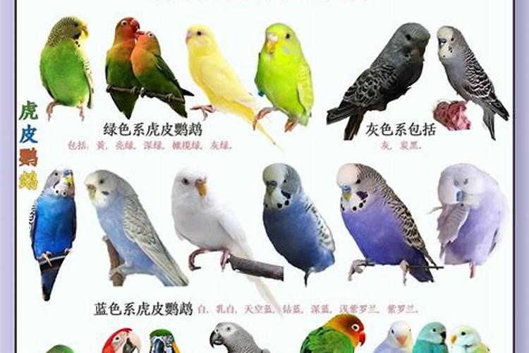 家里有养鹦鹉的风水说法吗？