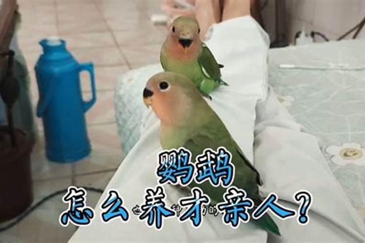 鹦鹉对风水好吗？