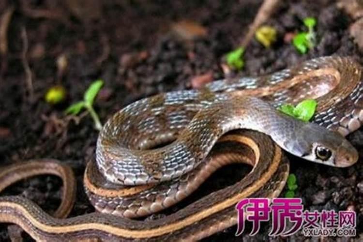做梦梦到蛇是什么征兆,这是好还是坏？
