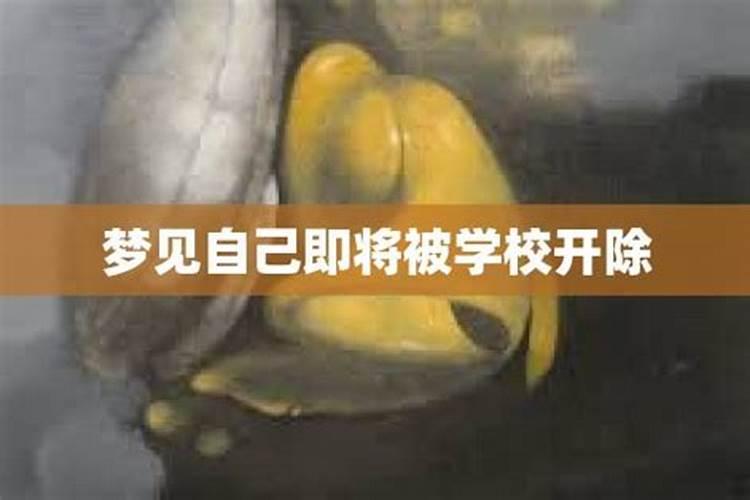 梦见狗死了又活过来了的预兆