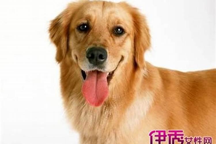 梦到狗说人话暗示什么意思