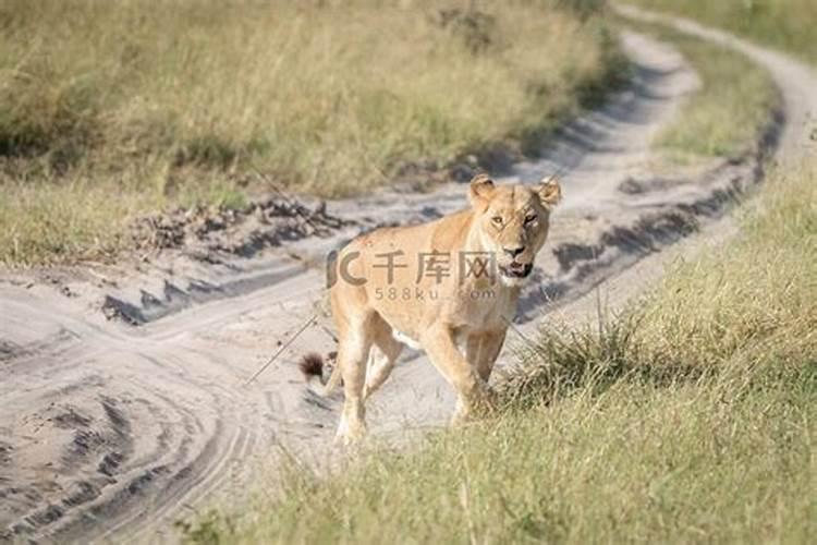 梦见做火车回家的路上遇见狮子