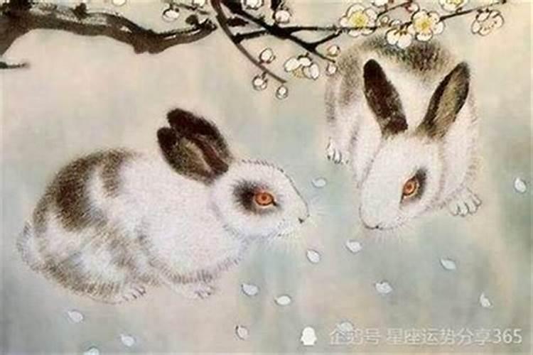 属兔的和什么属相最配、相克