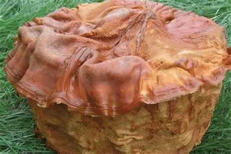 济南男子在工地疑似挖到太岁,到底“太岁”是什么东西是生物还是...