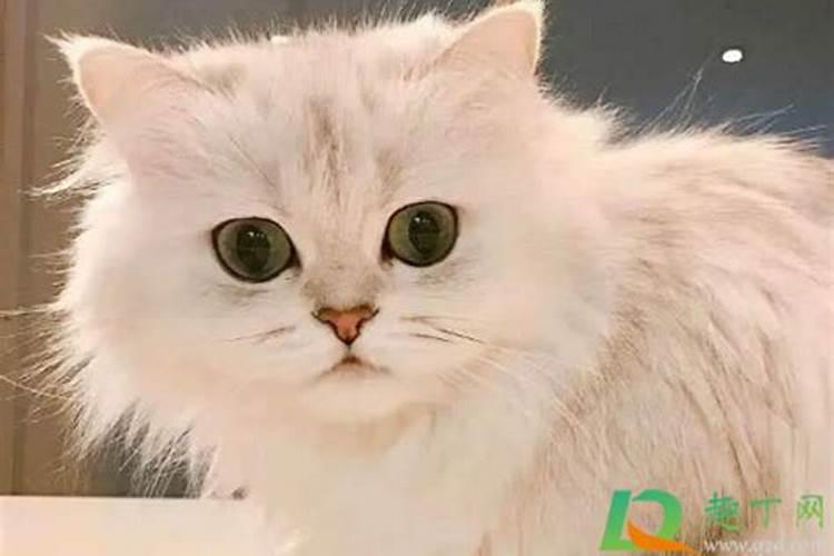 梦见猫是什么预兆 学生？