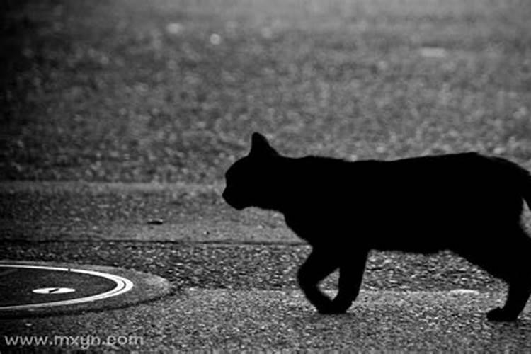 梦到黑猫是什么意思