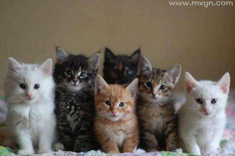 梦见好多猫来我家的预兆