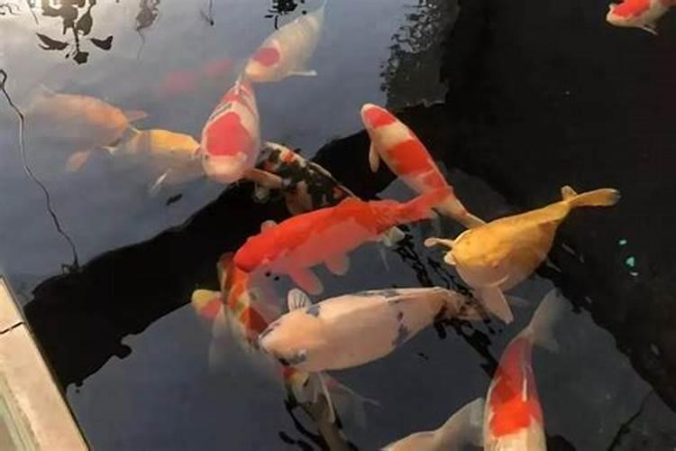 鲤鱼怎么造句
