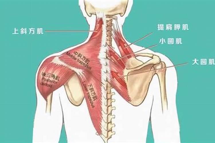 97牛与95猪是正缘吗