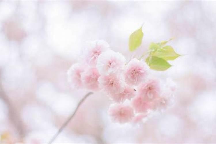 广西壮族自治区有哪些节日