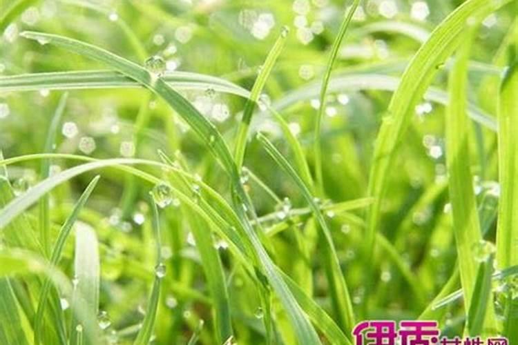 梦见打死头上的虱子的预兆